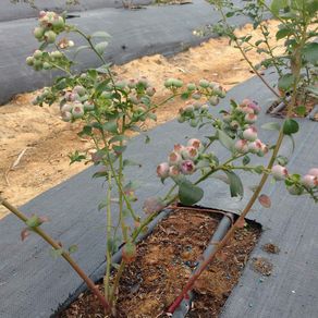 -uploads-products-tela-cubresuelos-negra-ancho-de-380m-photos-63168-100